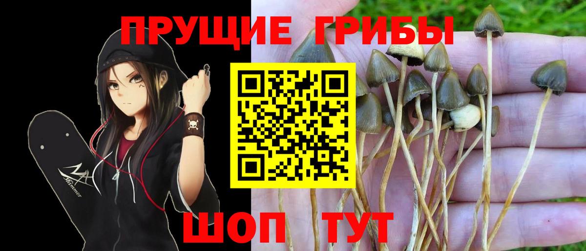 Галлюциногенные грибы Psilocybine cubensis  Псилоцибиновые грибы прущие грибы  Липецк  Вход с VPN 